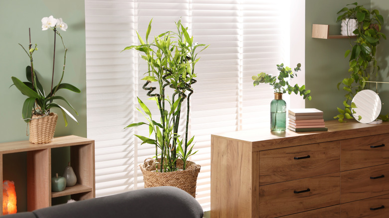 Plants in a living space