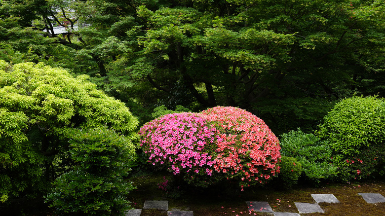 A pink azalea bush surrounded by other green shrubs and trees with garden path