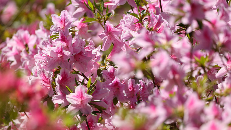 Pink azaleas in a garden