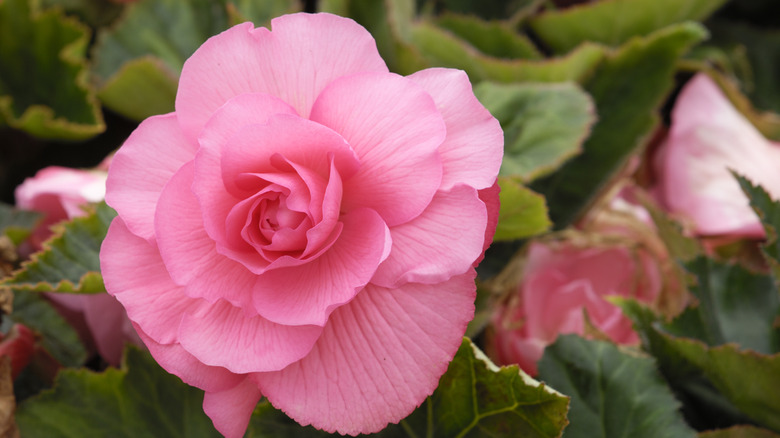 pink begonia flower