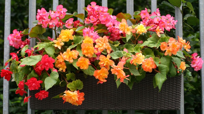 hanging begonia planter