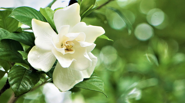 Gardenia flower bloom with droplets