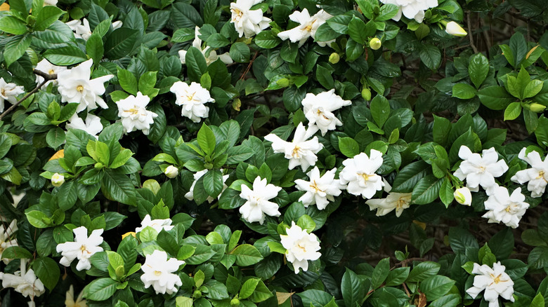 Lush gardenia shrub