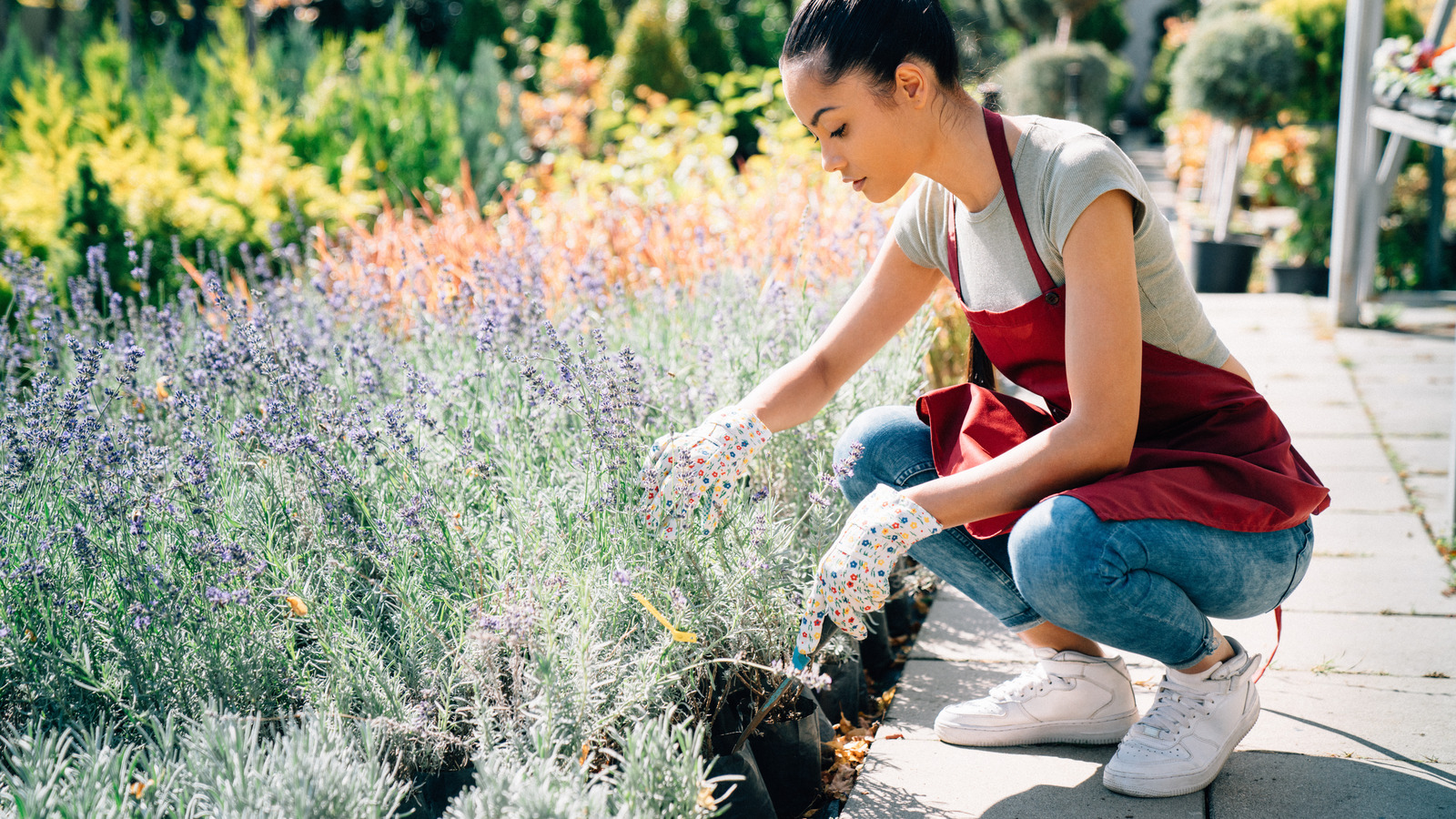 The Best Spot In Your Garden To Plant Lavender House Digest TrendRadars