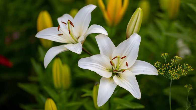 Two white lilies in bloom