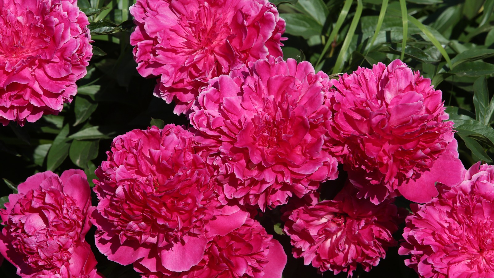 The Best Spot In Your Garden To Plant Peonies