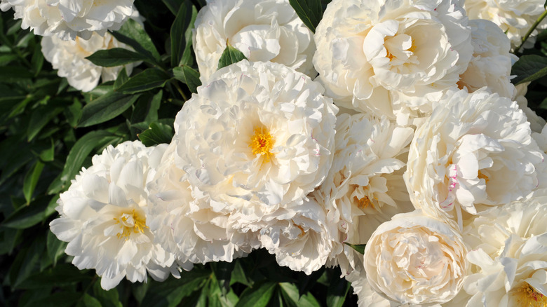 White peonies