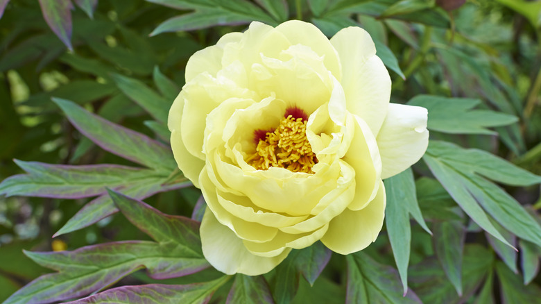 One yellow peony