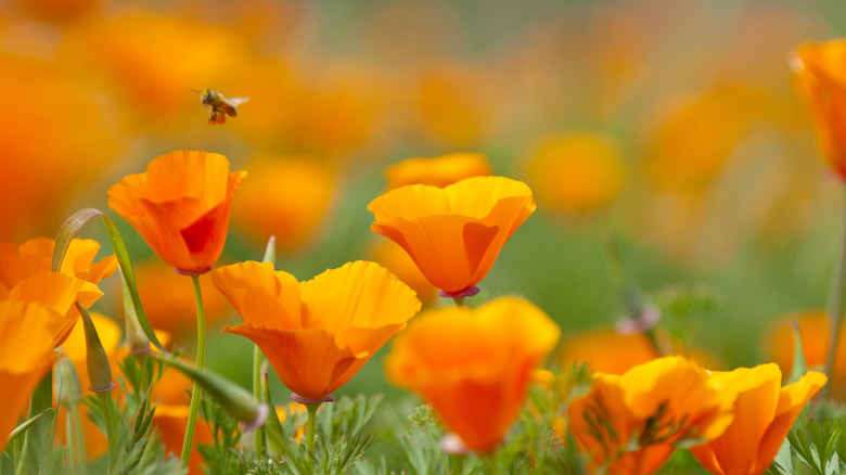 Bee pollenating orange poppies