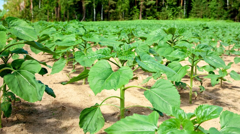 Sunflower seedlings