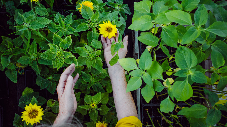 Person planting sunflowers