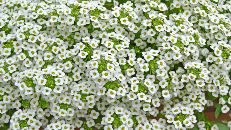 white sweet alyssum