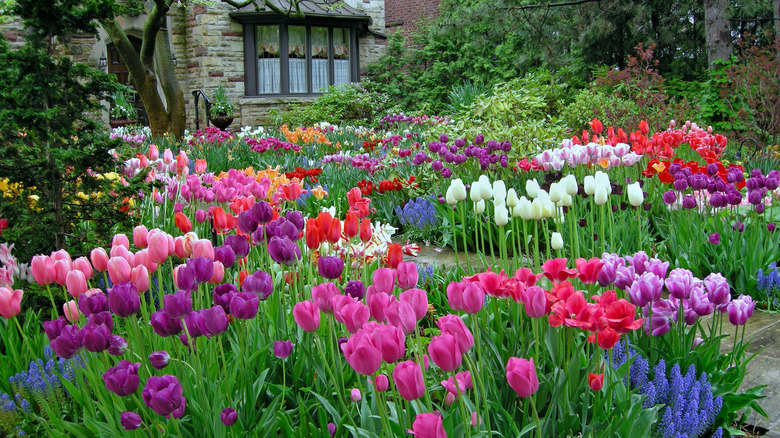 Color tulips in bloom 