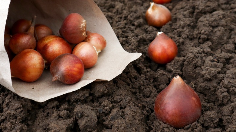 Tulip bulbs in dark soil