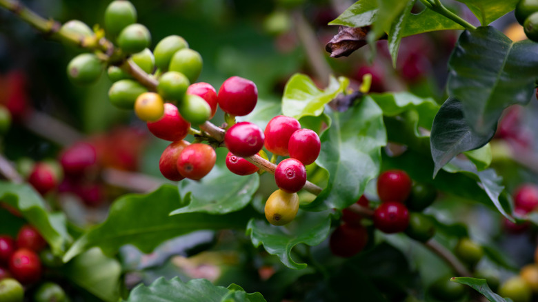 Close-up of coffee plant beans