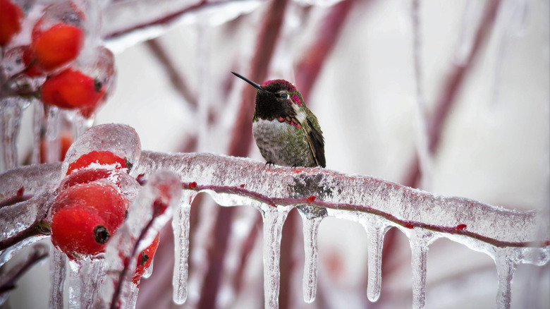 a hummingbird sitting on a frozen branch with red berries nearby