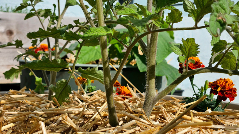 Tomato plants growing with marigolds and straw mulch