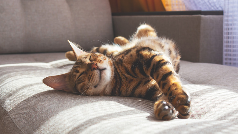 A cat stretches on a couch