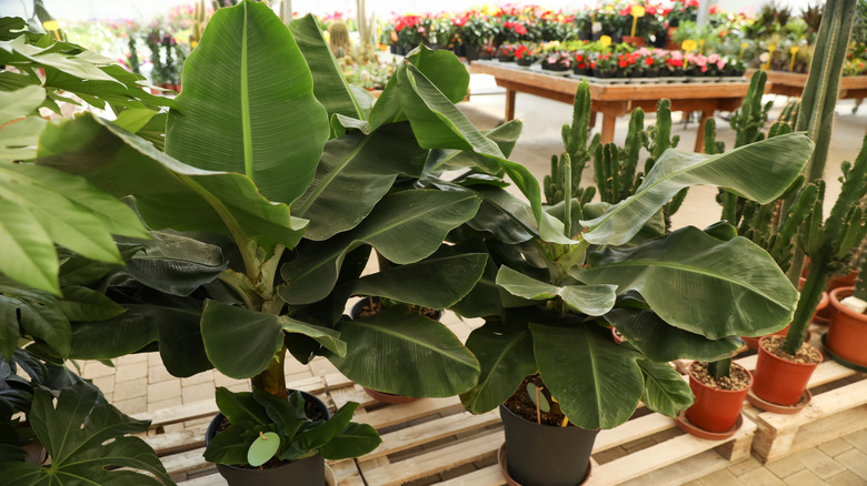 Two Banana trees on pallete