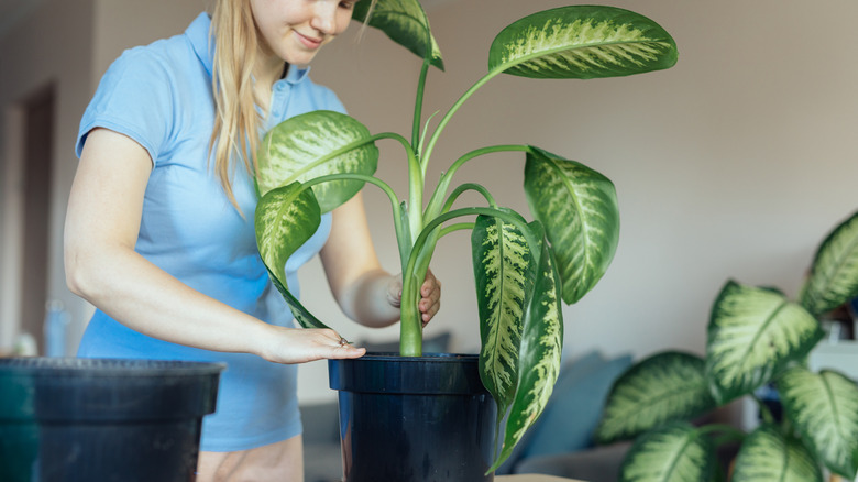 Woman potting Dieffenbachia plant