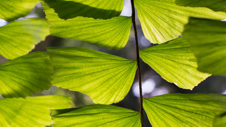 Fishtail palm leaves in sunlight