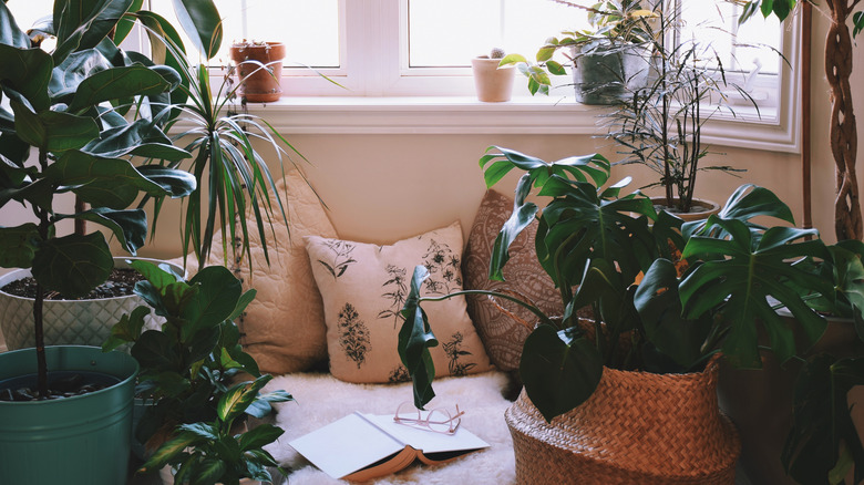 Room with several large houseplants