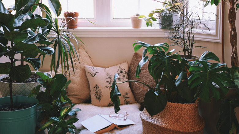 Room with several large houseplants