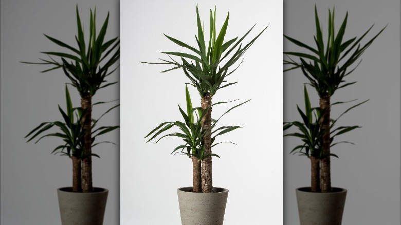 Spineless yucca in a container