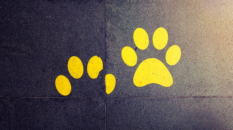 Yellow paw print stickers on a polished concrete floor.