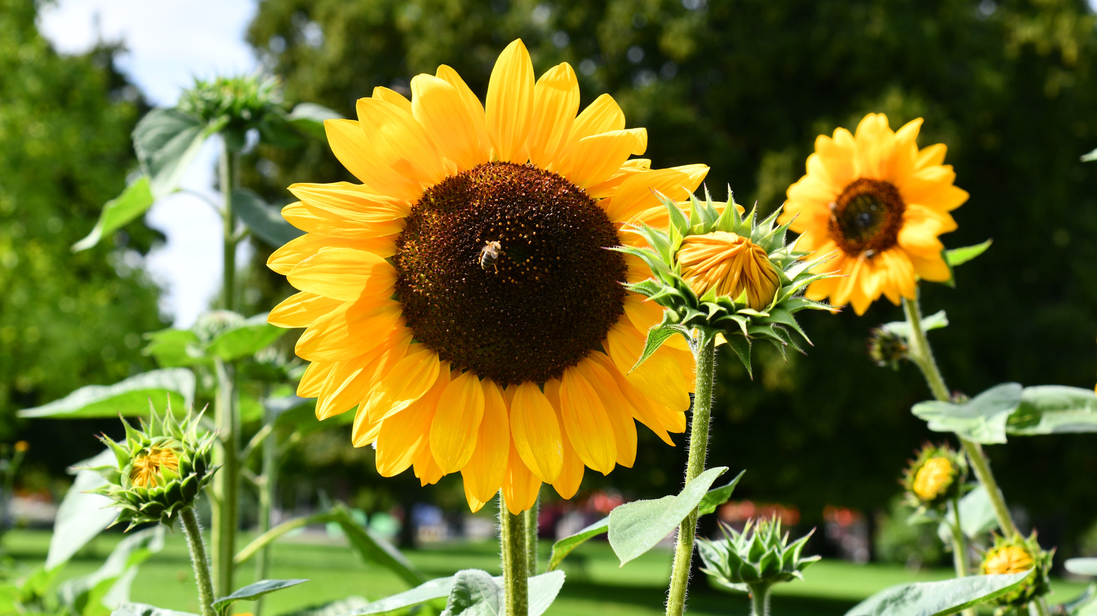 The Best Sunflower Varieties For Attracting Birds To Your Garden