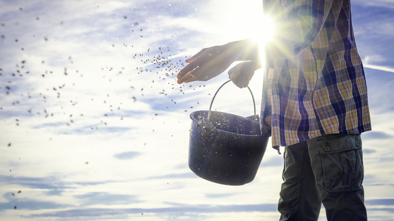 Man spreading seeds
