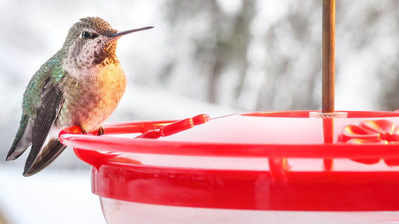 A hummingbird perches on a nectar feeder in snowy weather.