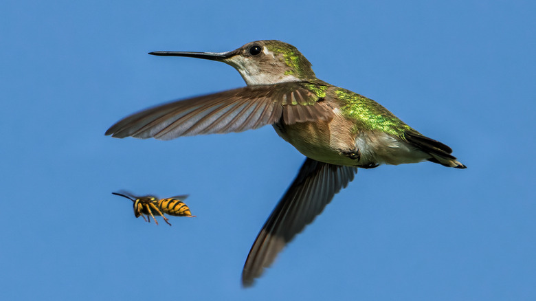 A hummingbird in flight chases a wasp.