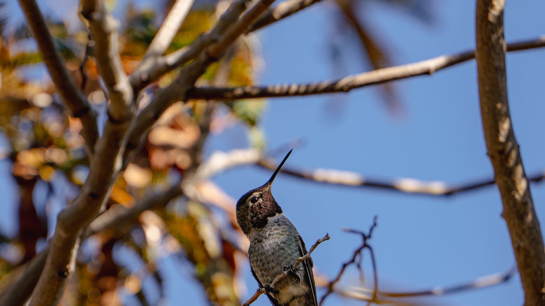 A hummingbird sits in a tree with fall leaves.