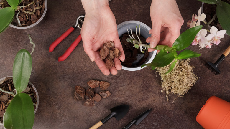 repotting an orchid