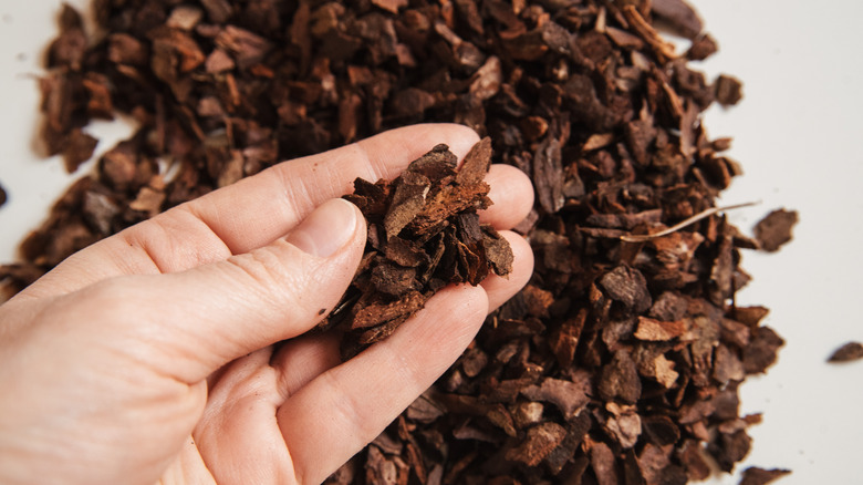 hand with pine bark