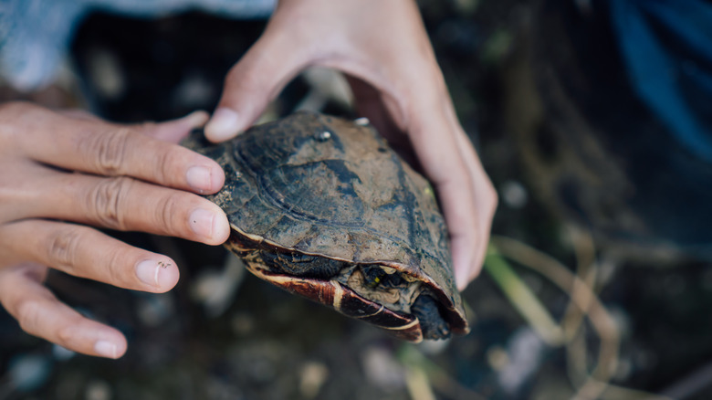 Someone holding a tucked in turtle with two hands.