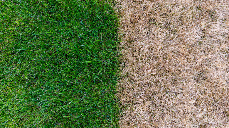 Lush green grass next to dead brown grass