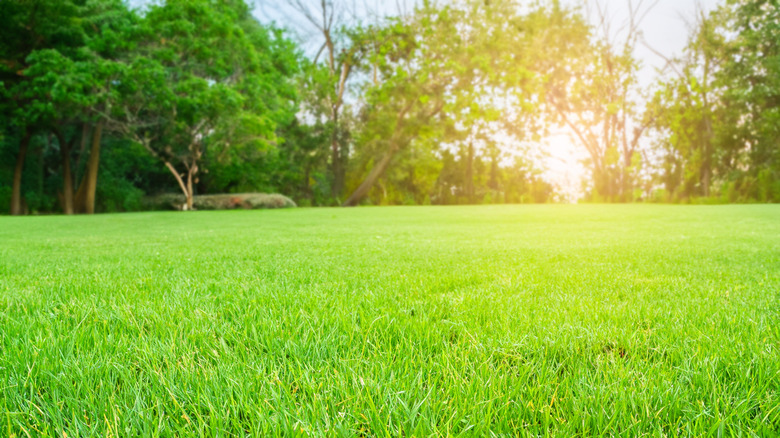 A beautiful green lawn with an early morning sunset in the background