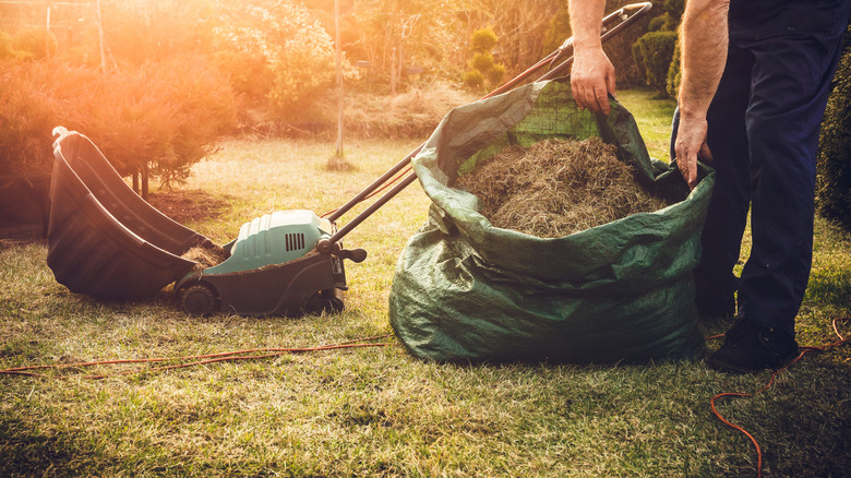 Dethatching in the morning