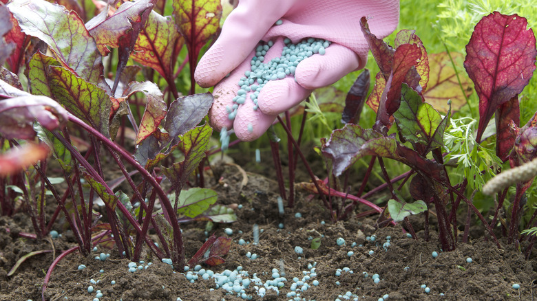 Fertilizer being placed on soil.