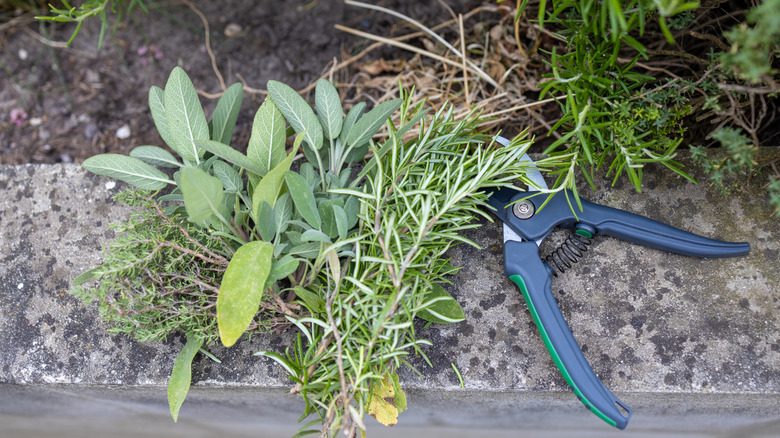 Assorted herbs lying on a stone with gardening shears beside them