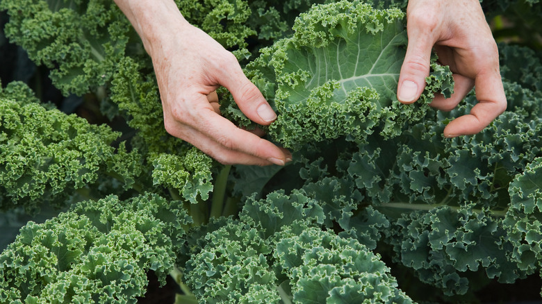 Hands touch kale plant