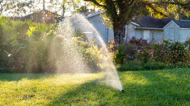 An in-ground sprinkler system sprays water across a healthy lawn.