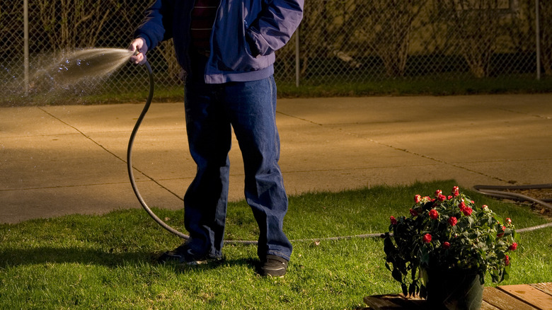 A person waters their front yard at night with a garden hose.