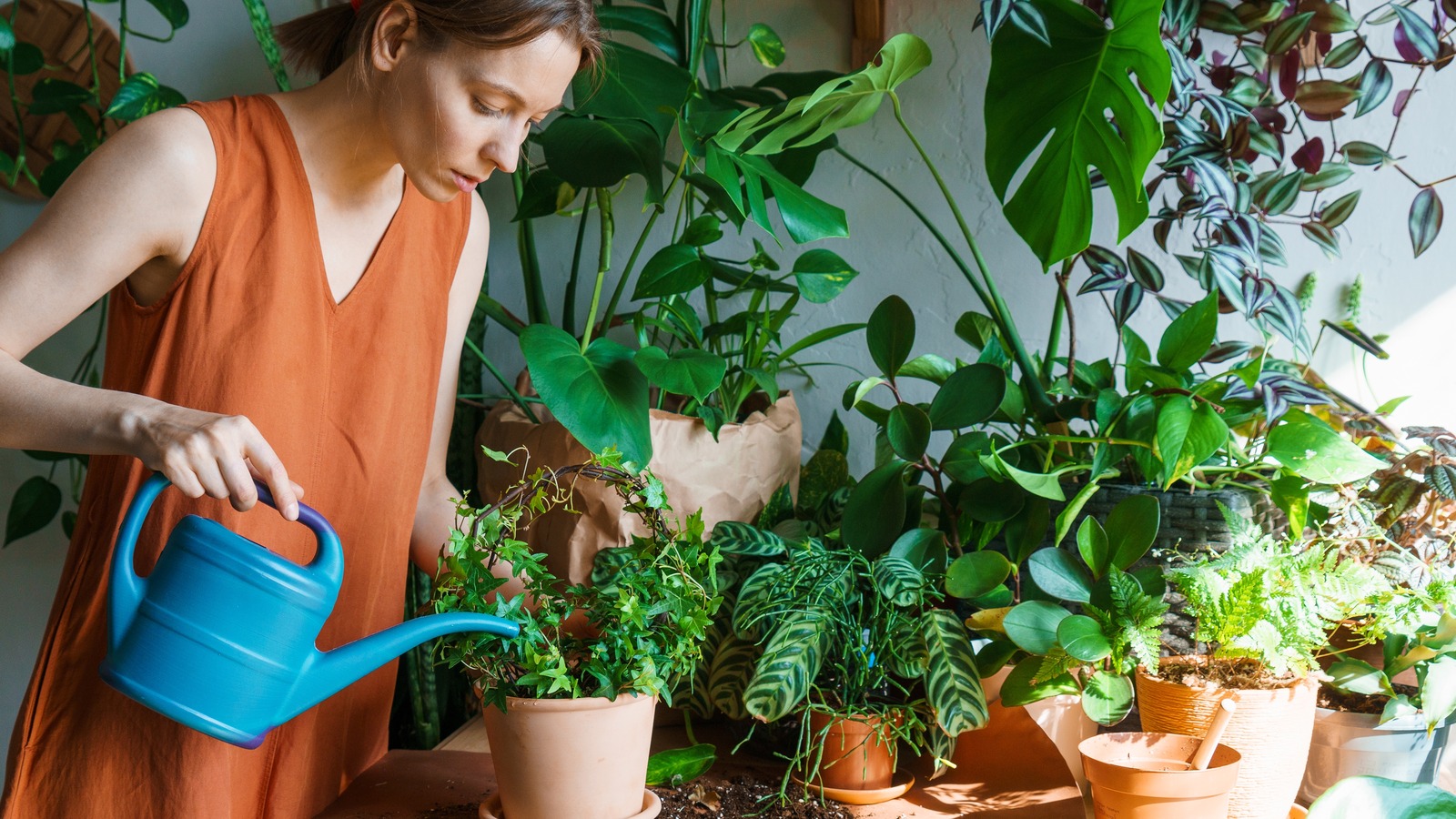 The Best Time Of Day To Water Your Houseplants