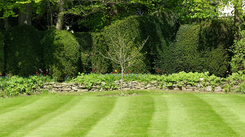 Well-maintained mowed lawn