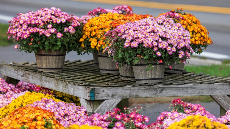 potted chrysanthemum on wooden pallet