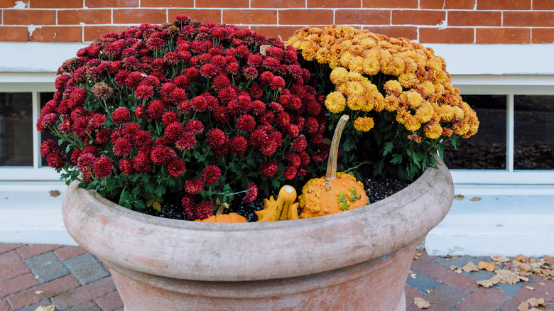 Arrangement of potted mums with gourds