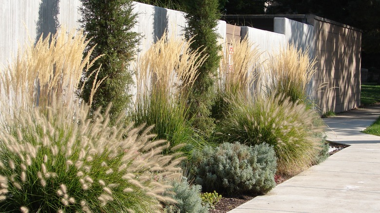 ornamental grasses in a garden